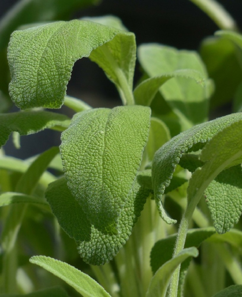 Salvia Siciliana